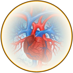 ПЖВМ при лечении заболеваний сердечно-сосудистой системы